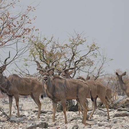 Okutala Etosha Lodge Outjo Eksteriør billede