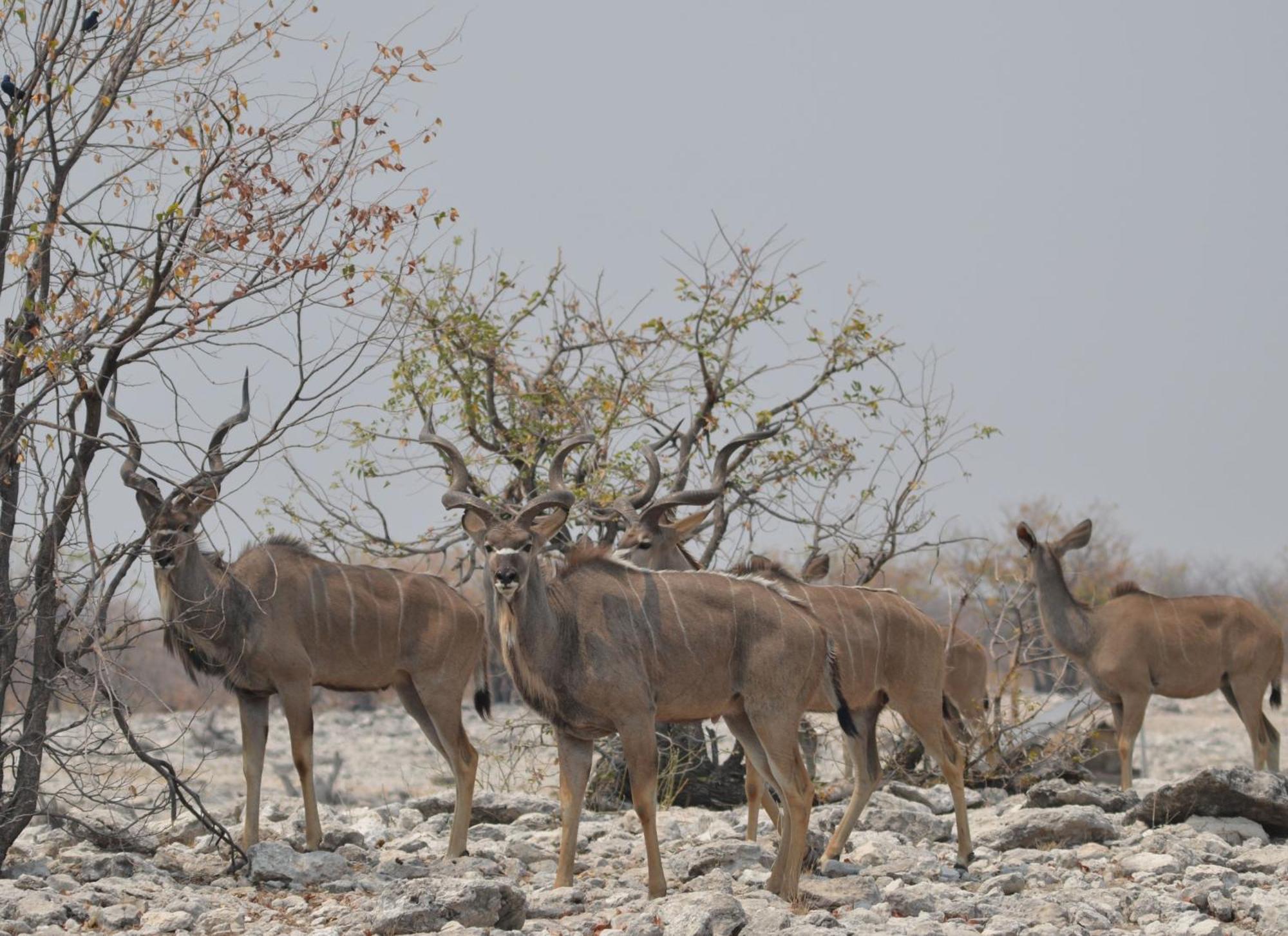 Okutala Etosha Lodge Outjo Eksteriør billede