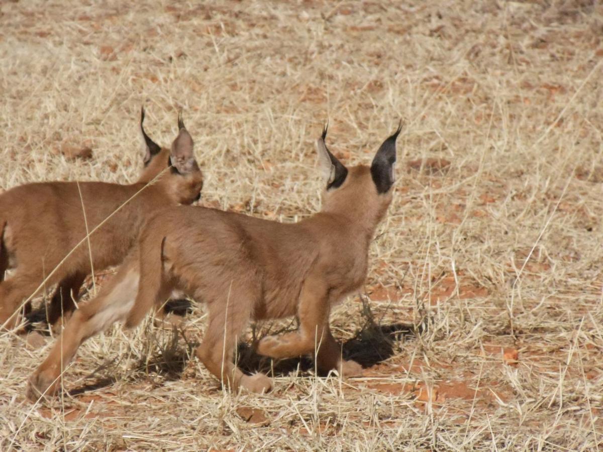 Okutala Etosha Lodge Outjo Eksteriør billede